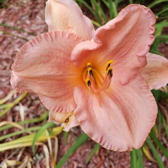 Hello I'm Meisch, 7.5 Yrs 5 Stars Trusted Ambassador - Picture 10 of 16